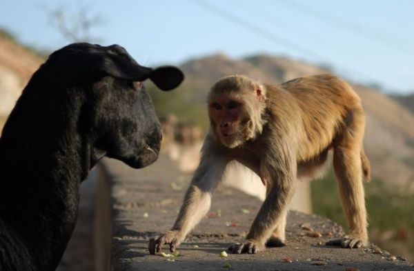 black-goat-and-monkey