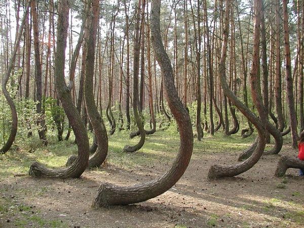 crooked forest