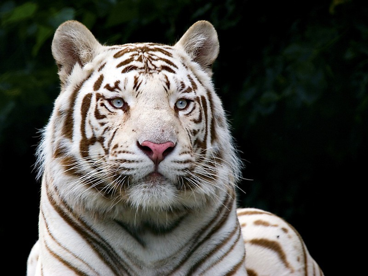 Коротко о годе Белого Тигра