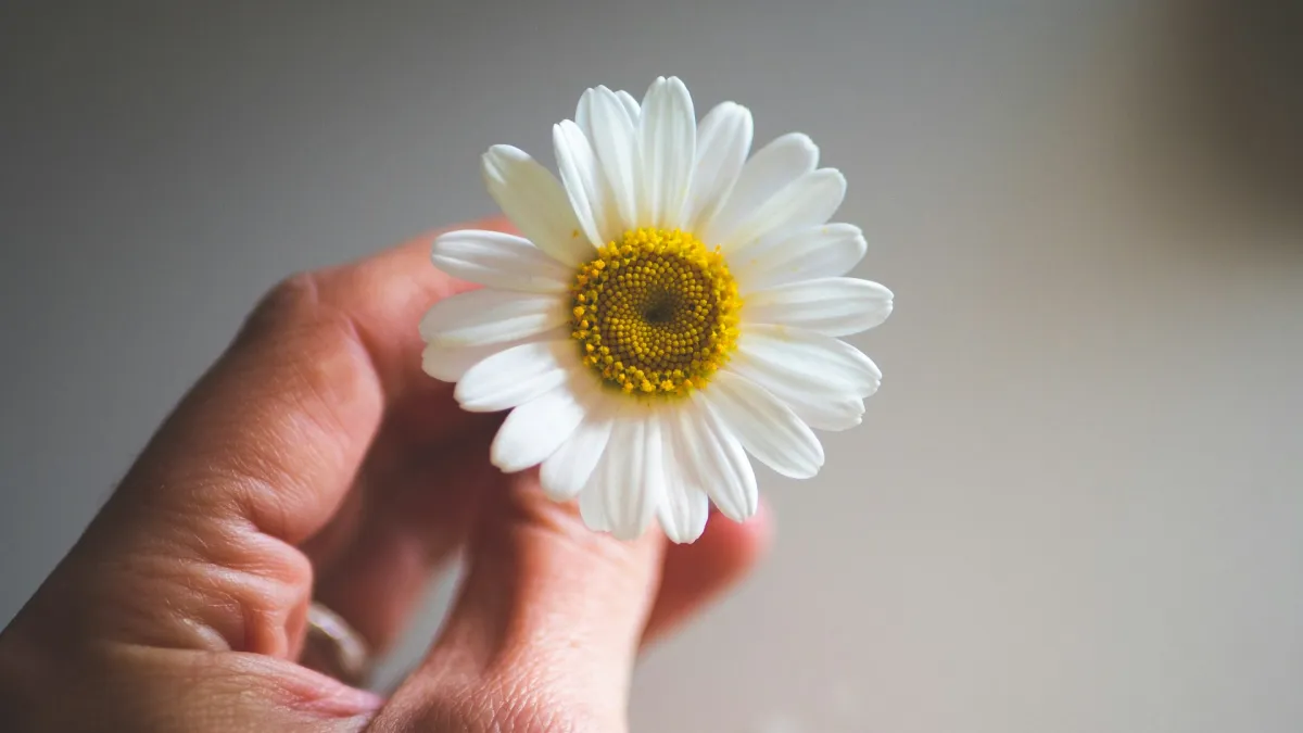 Любит - не любит...