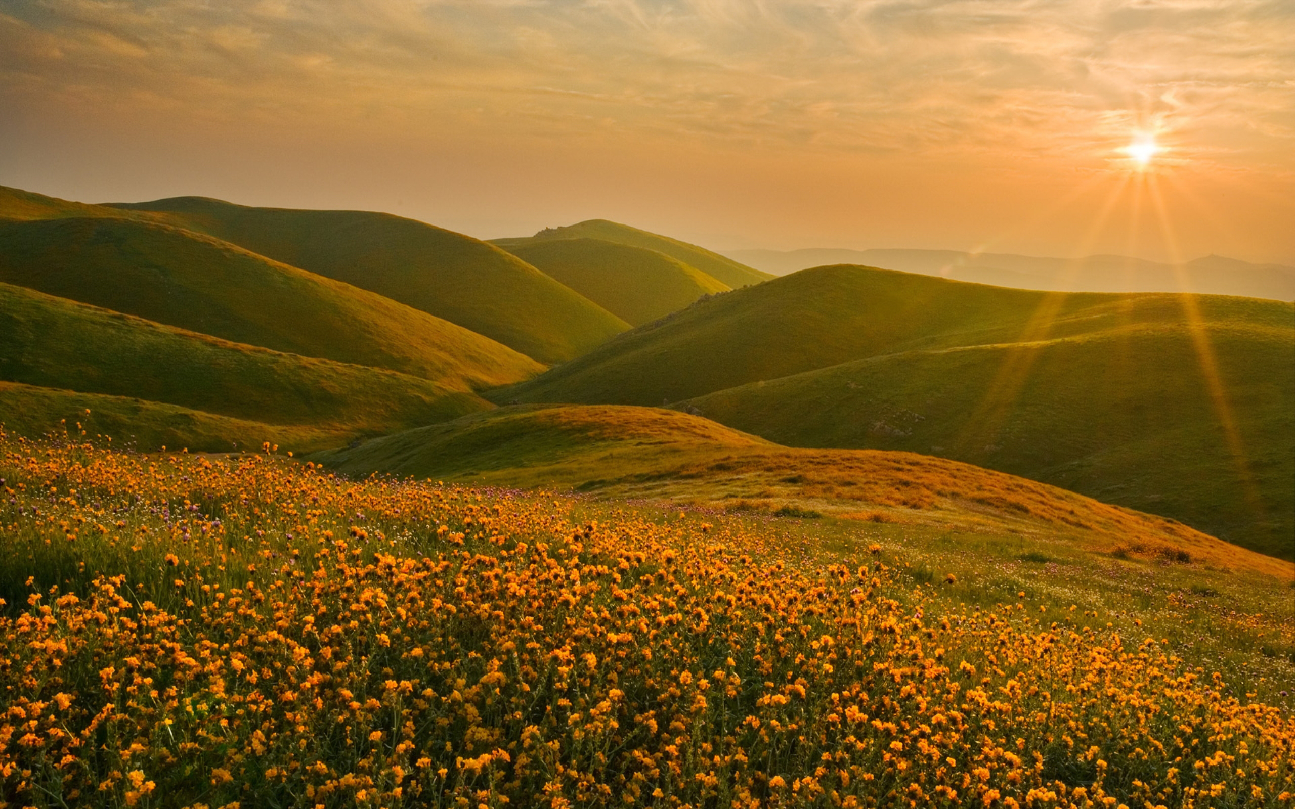 Степные холмы. Узбекистан холмы поле. Узбекистан холмы поле солнца. Солнечная Долина Калифорния. Цветущие холмы Калифорнии.