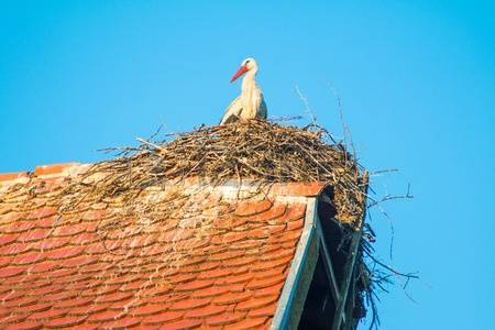 59625633-white-stork-in-nest-on-old-wooden-house-roof-in-morning-nature-park-lonjsko-polje-croatia