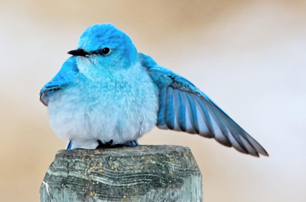 Активизации − что это такое. задайте свои вопросы.<br />Преподаватель: <strong>Наталия Цыганова</strong>